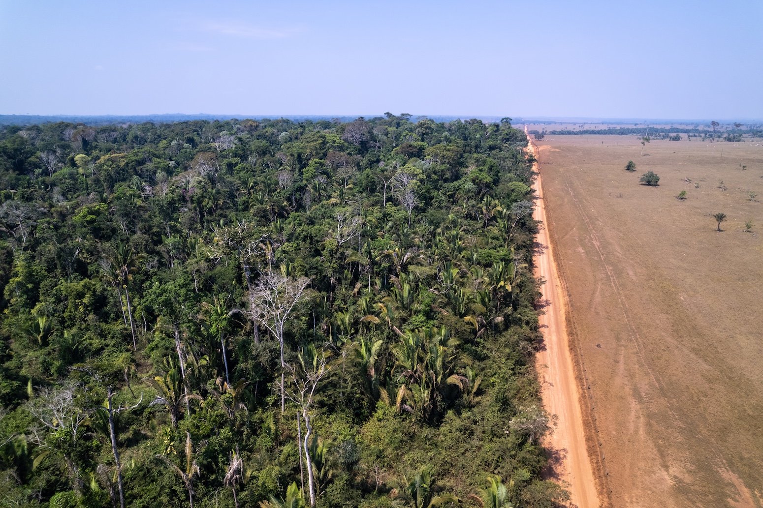 Amazon forest dieback